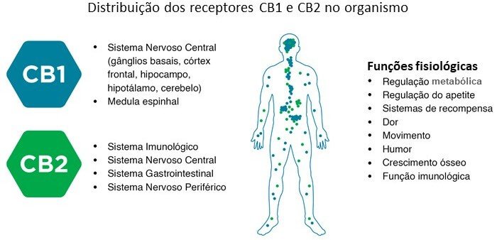 Receptores canabinoides no organismo Revista Medicina Integrativa
